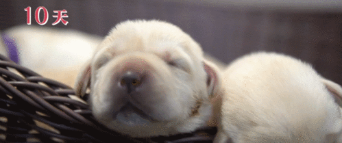 国产人狗门在线播放